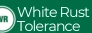 White Rust Tolerance