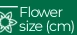 Flower size (cm)