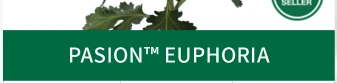 PASION™ EUPHORIA