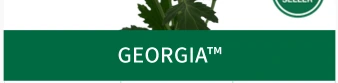 GEORGIA™