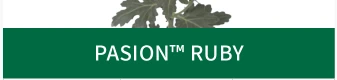 PASION™ RUBY