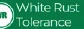 White Rust Tolerance