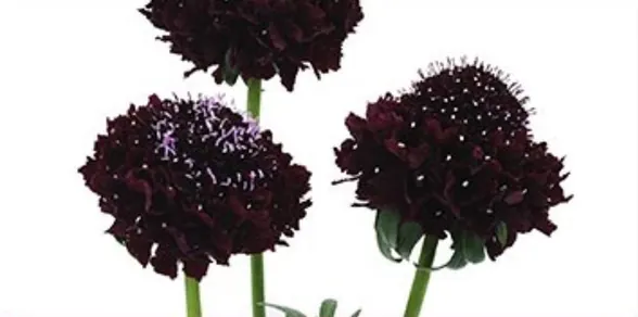 Cut Flowers