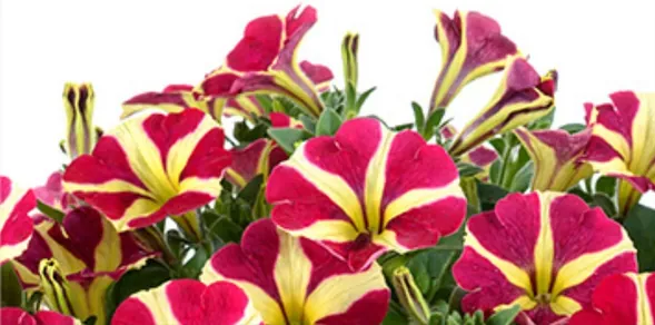 Annuals