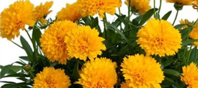 Perennials