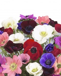 Cut Flowers For Wholers Growers