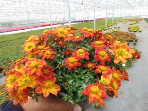 Bidens- Blazing™ Glory