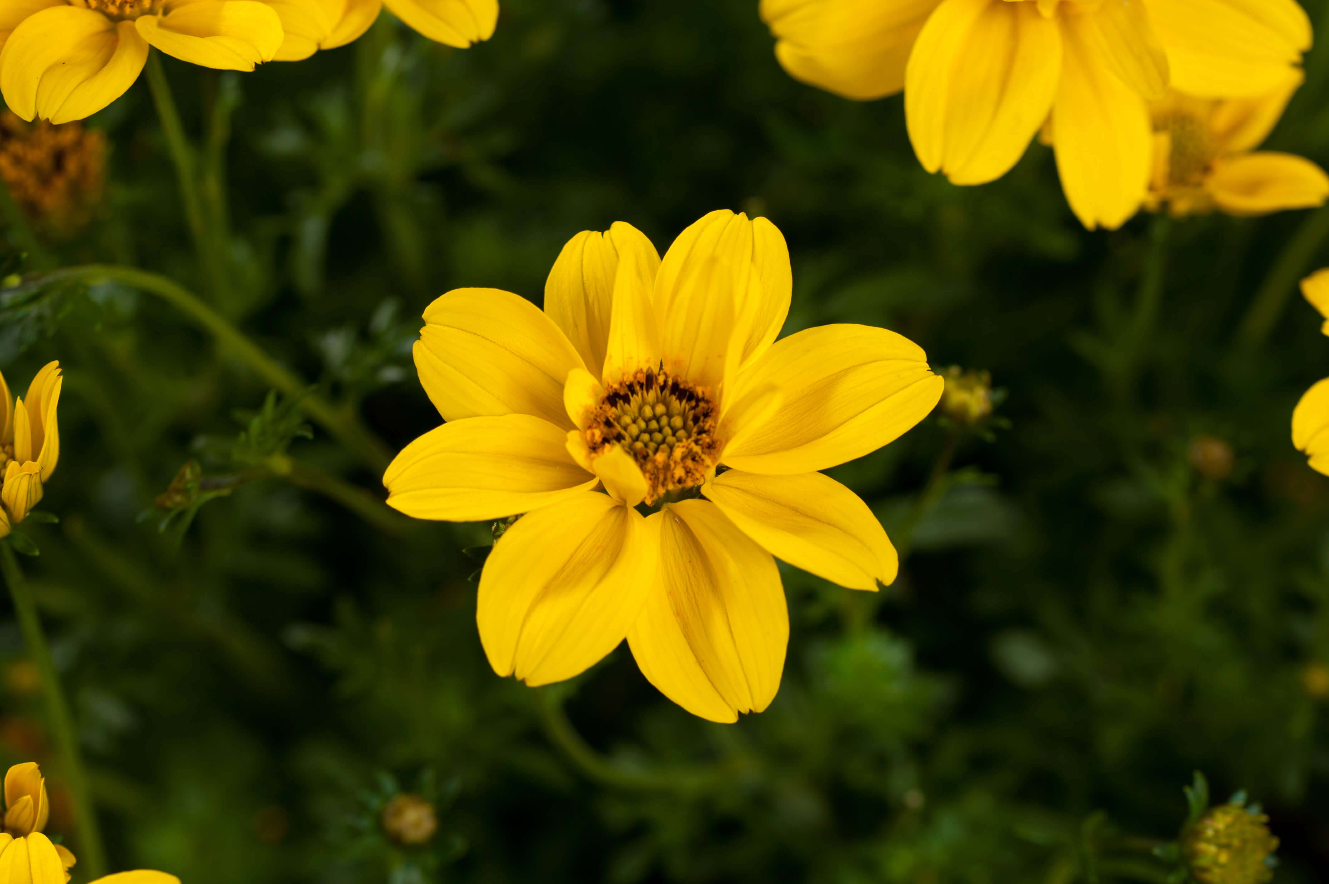 Yellow Sunshine Bidens Timeless Collection Annual Flowers Danziger