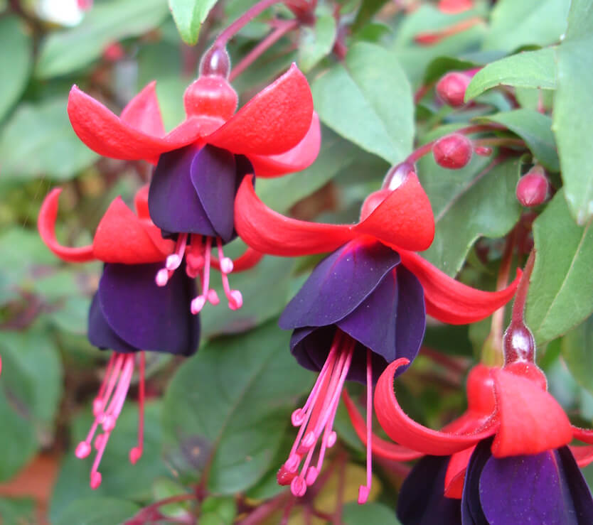 fuchsia_corabells