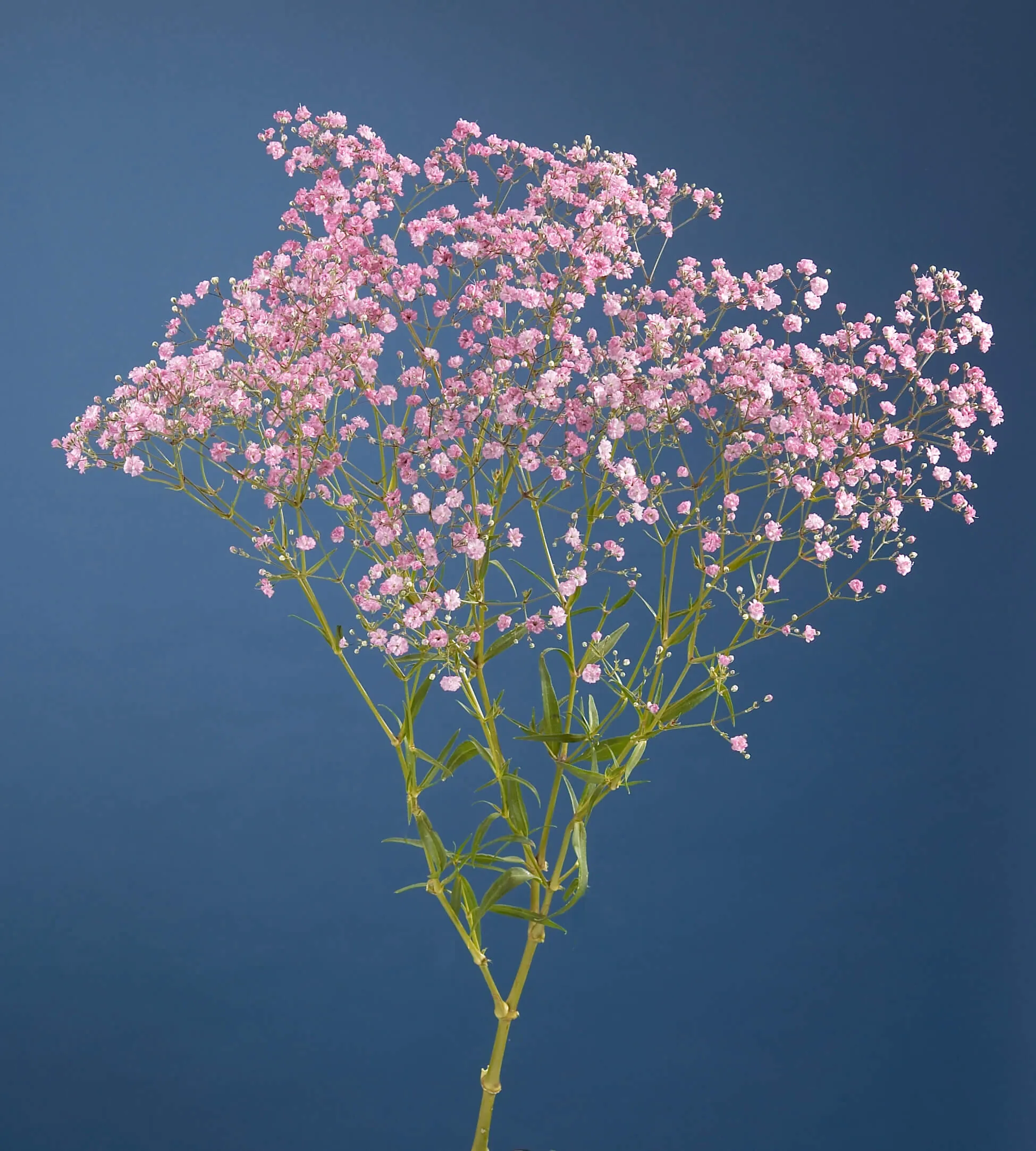 gypsophila-my-pink