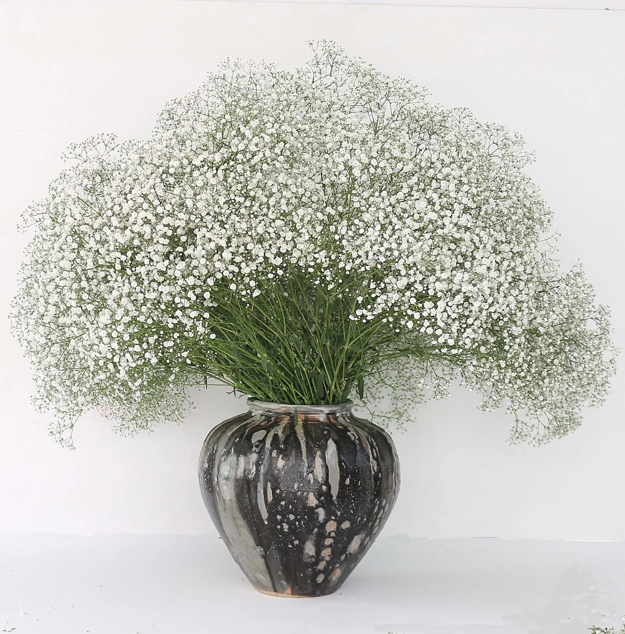 gypsophila-white-victoria