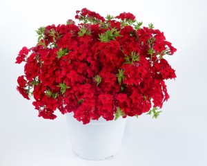 phlox-phloxstar-red