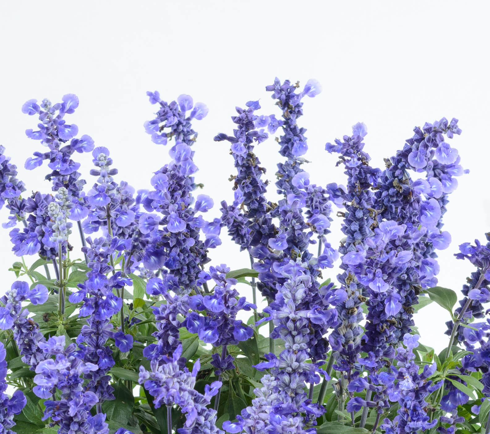 salvia_sallyfun