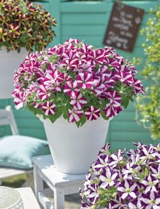 Petunia AMORE™ -from catalog