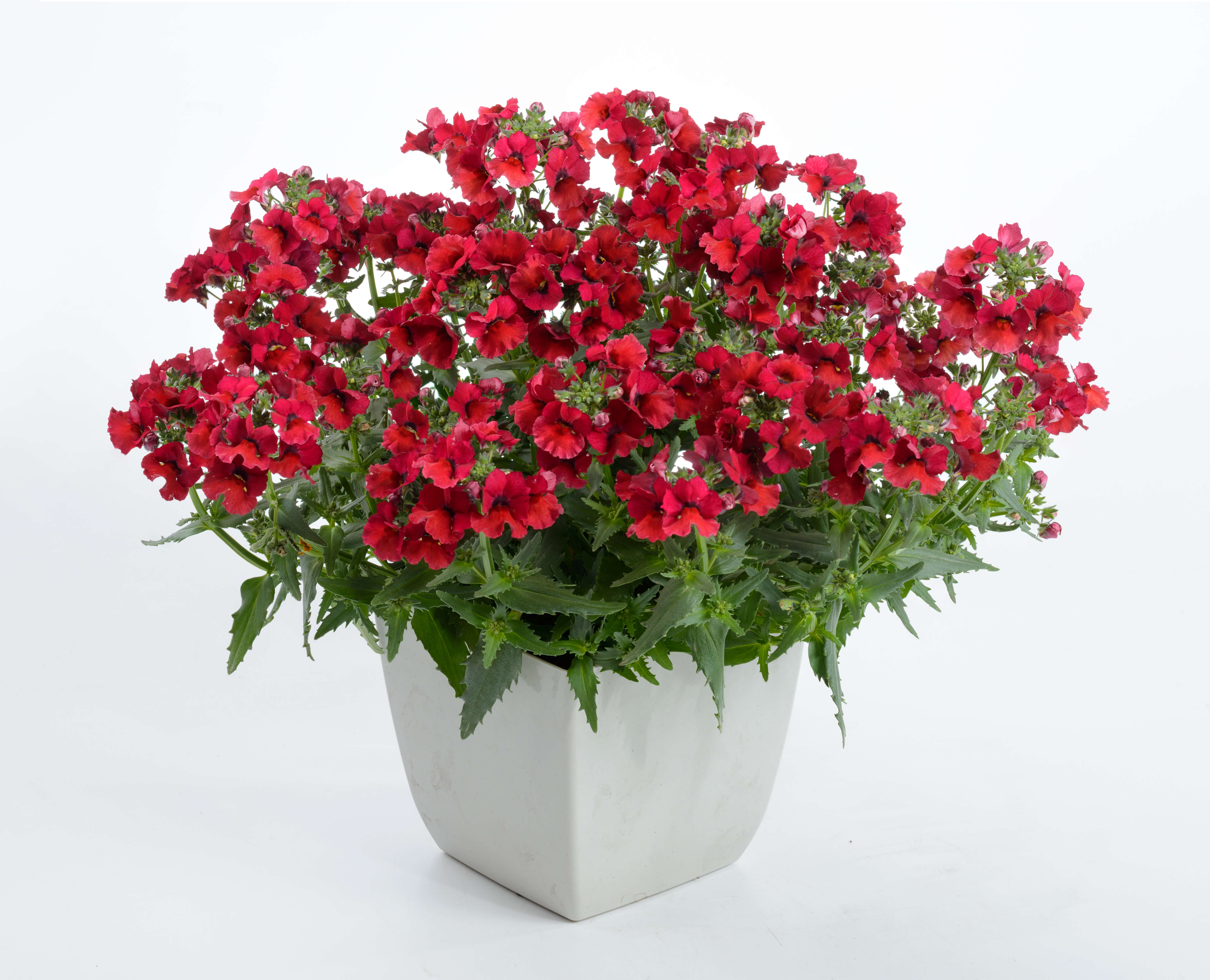 NESIA™ Burgundy Danziger