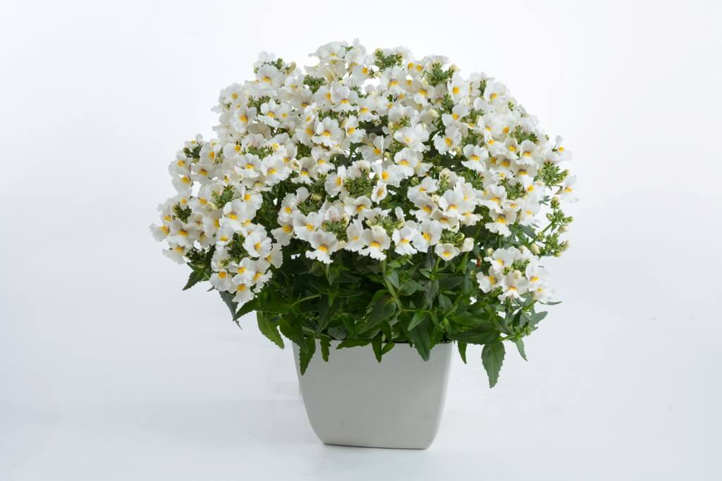 NESIA™ Magenta Danziger