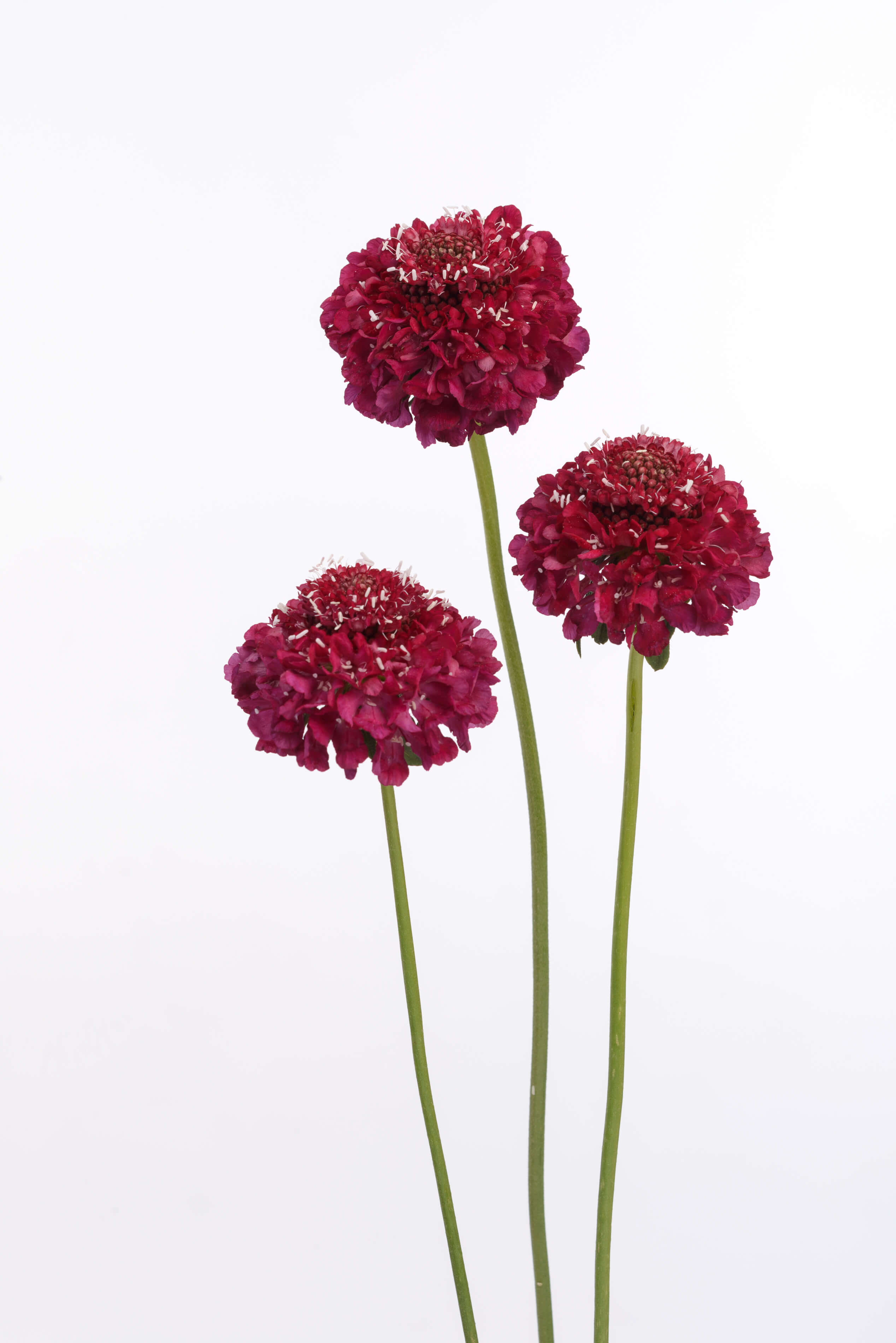 Scabiosa Raspberry SCOOP® HighQuality Cut Flowers Danziger