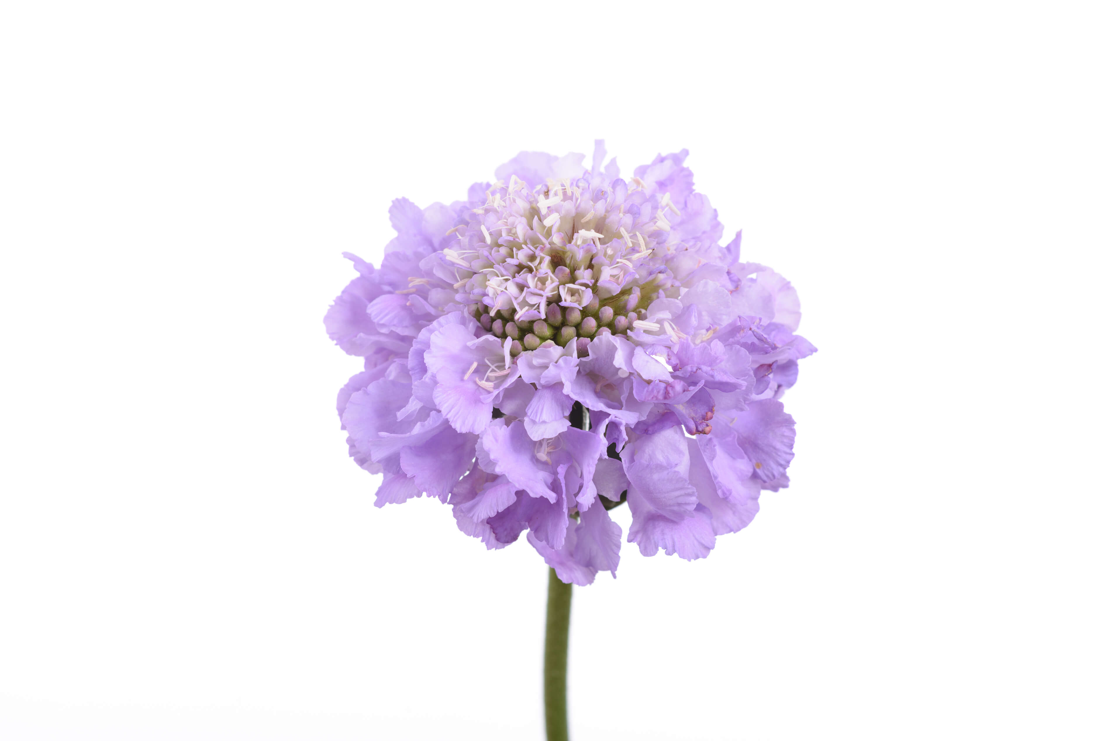 Scabiosa Lavender SCOOP® HighQuality Cut Flowers Danziger