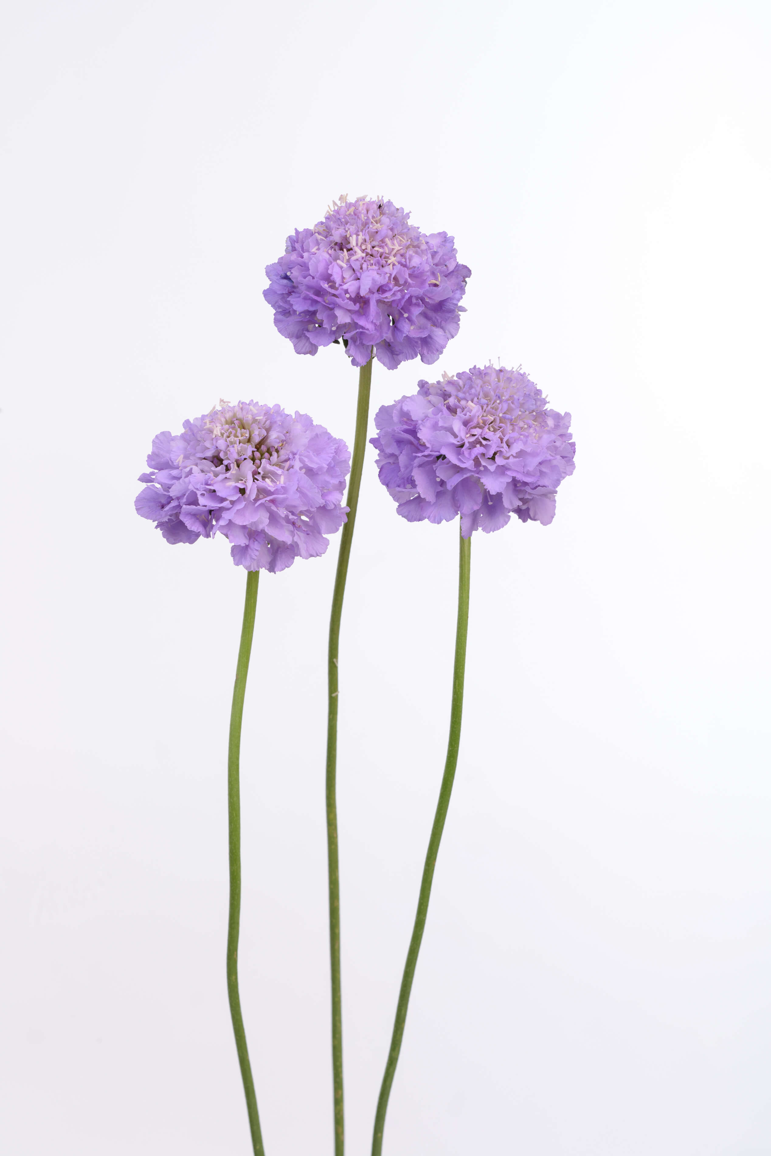 Scabiosa Lavender