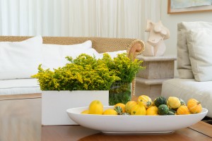 Solidago-golden glory
