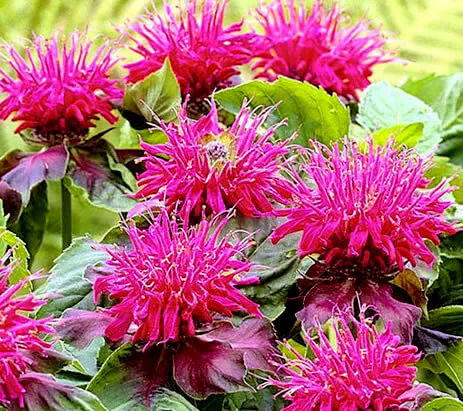 Monarda