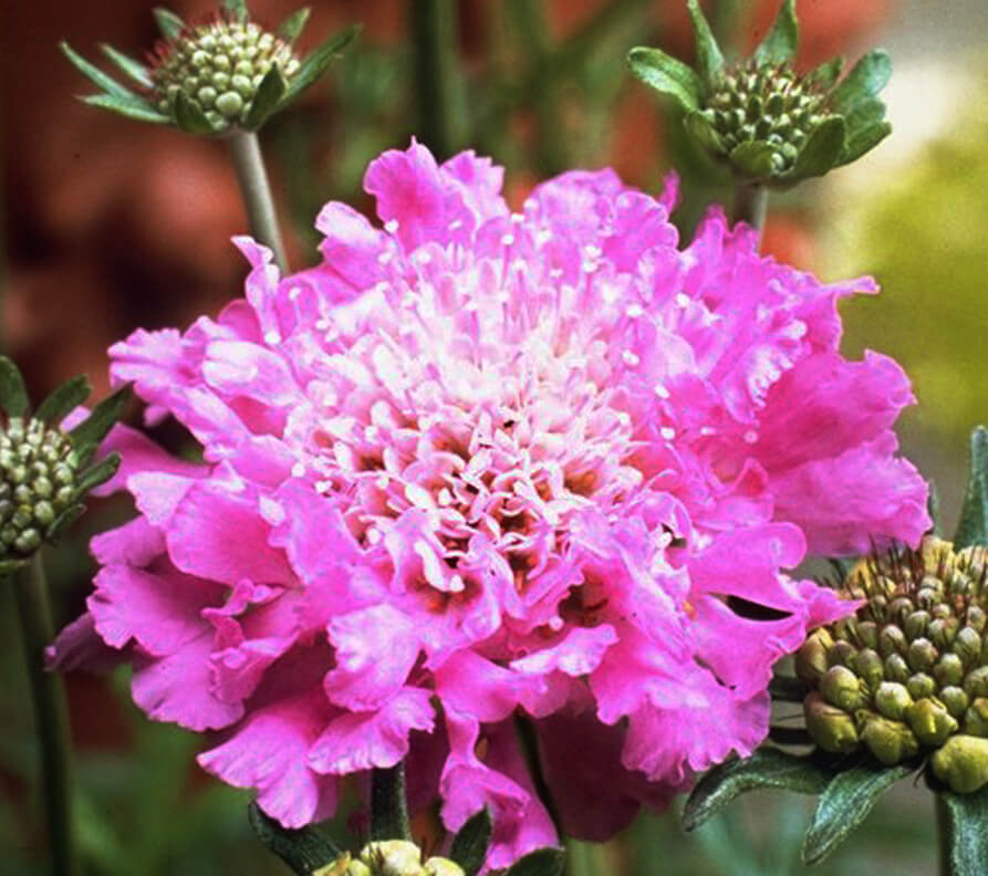 Sweet Scoop Scabiosa HighQuality Cut Flowers Danziger
