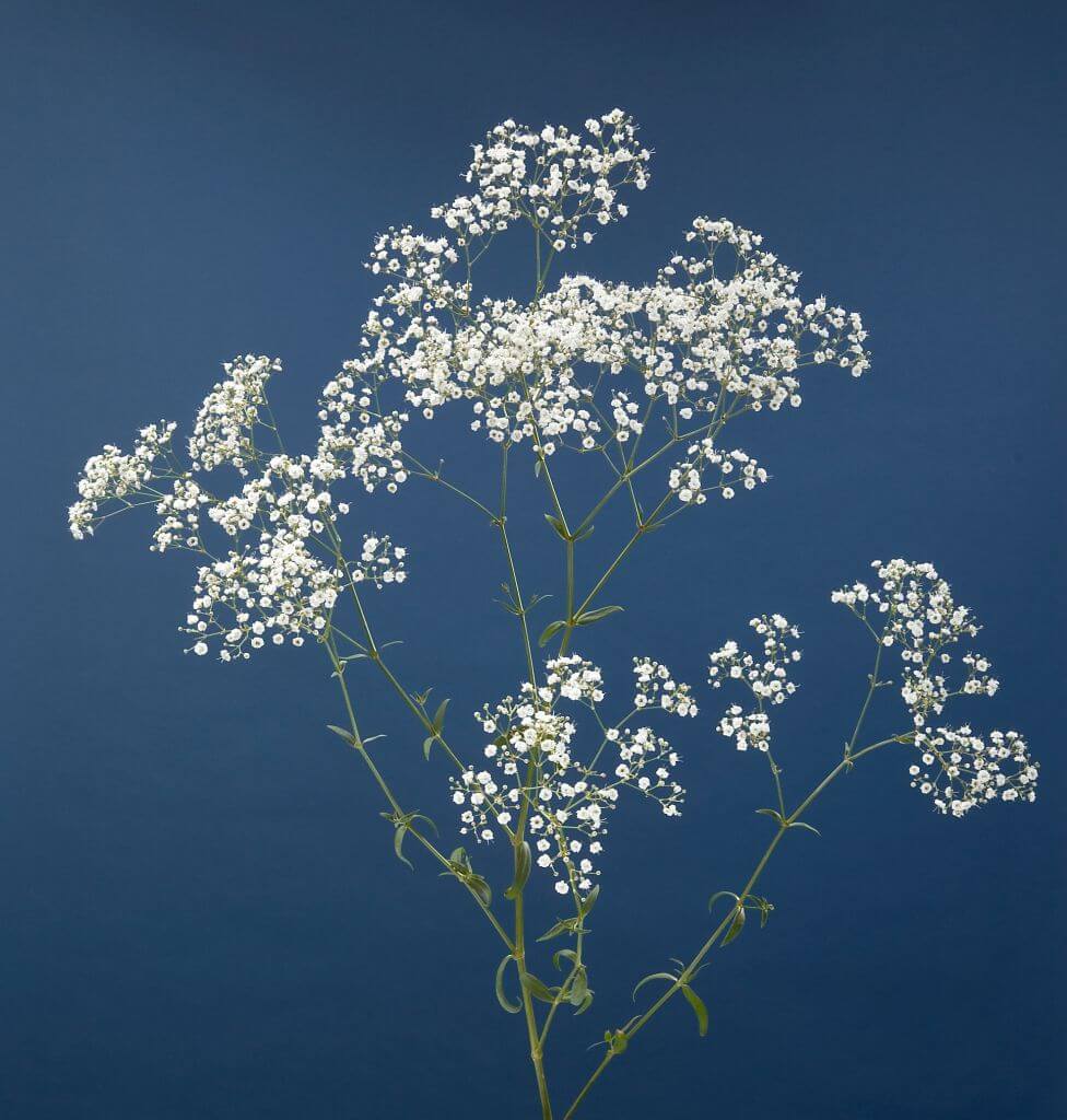 Xlence Gypsophila Xlence Collection Danziger