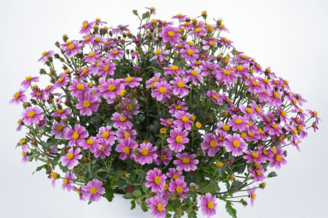 Growing Tips For Bidens From A Plant