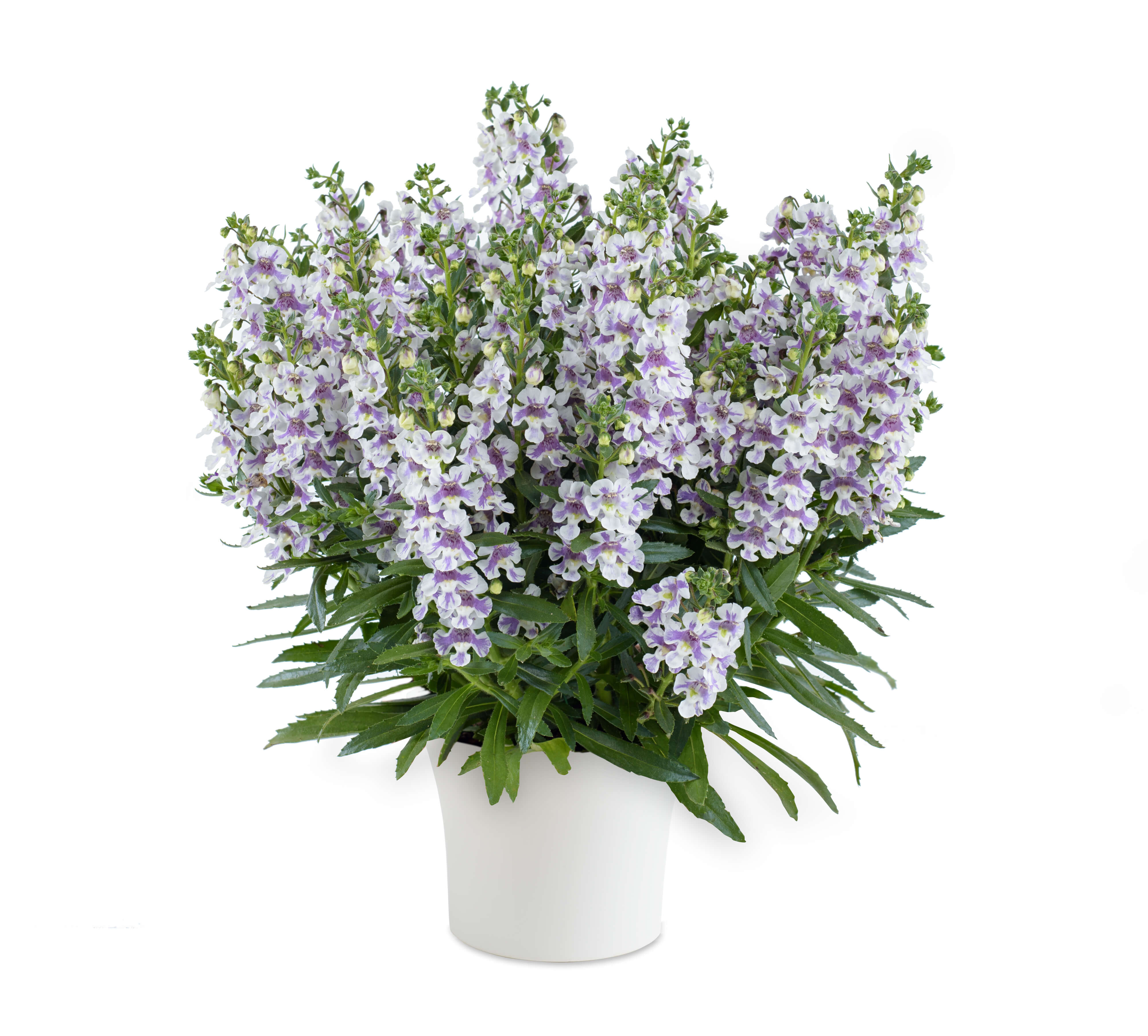 Alonia™-Bicolor-Violet-AL-14-1057-17-18-129.jpg (4000×3611)-花瓣网