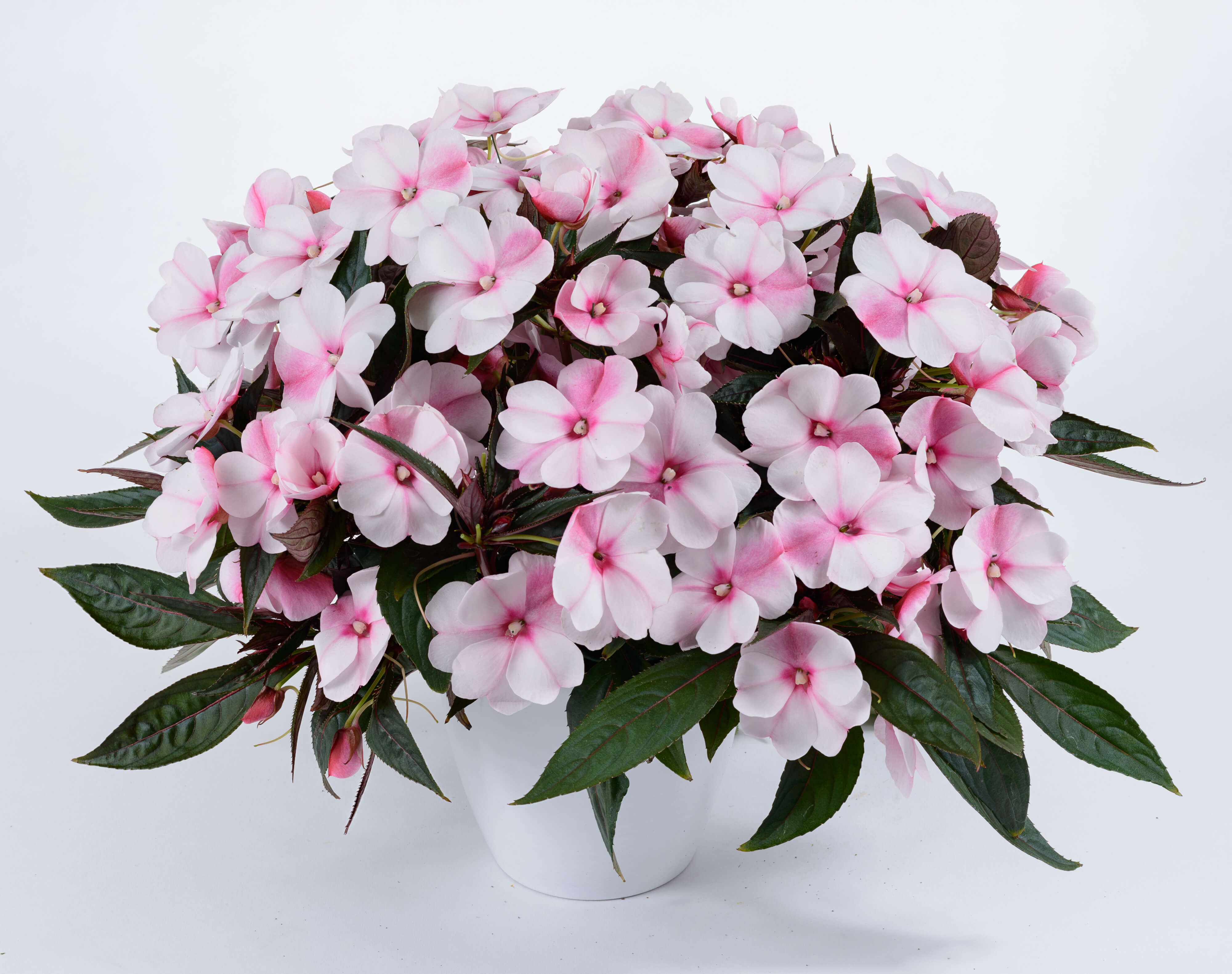 Plants Fruits Tree Herbs Live Tropical House Plants. Live New Guinea