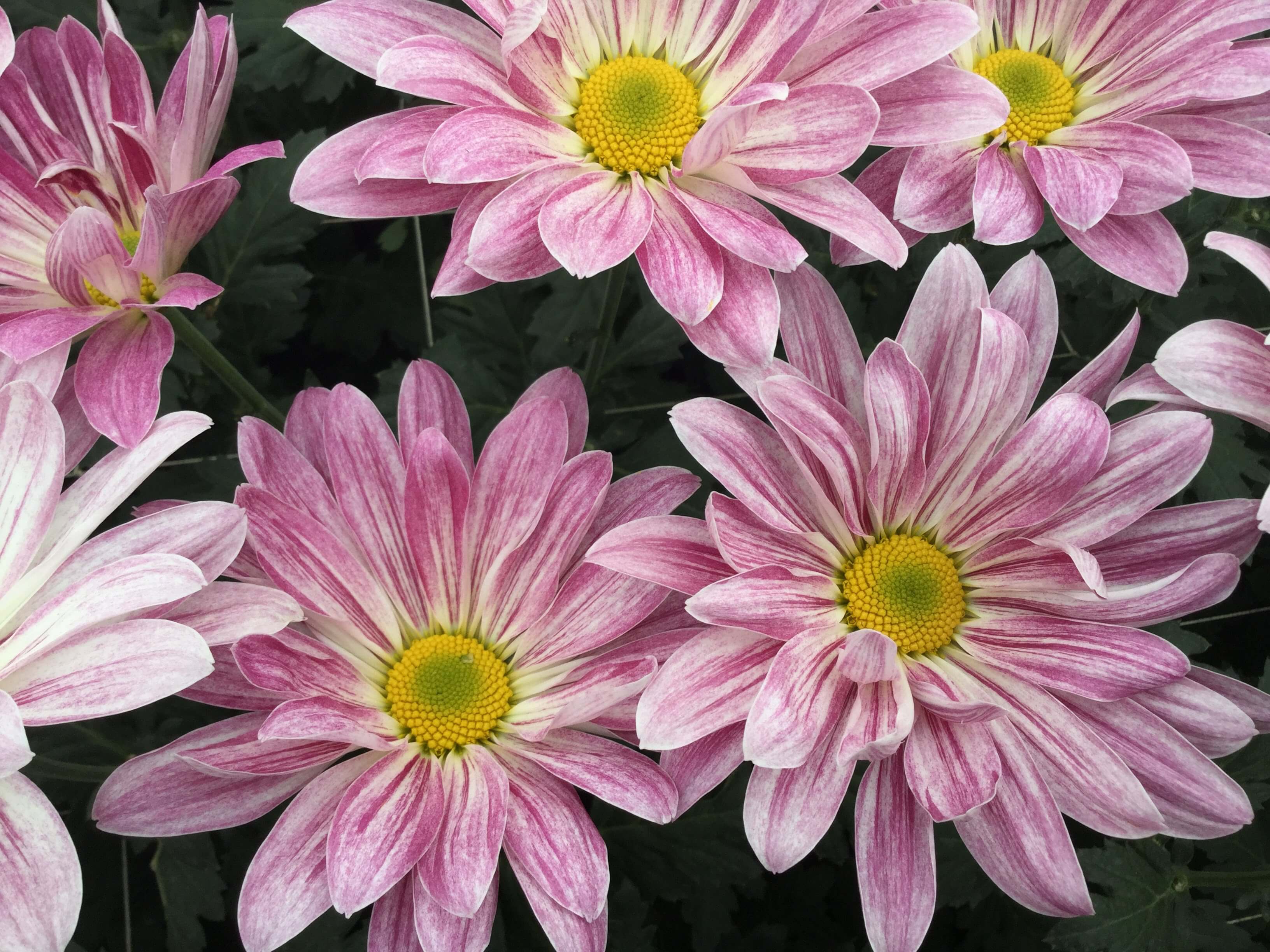 Pink Swirl Danziger
