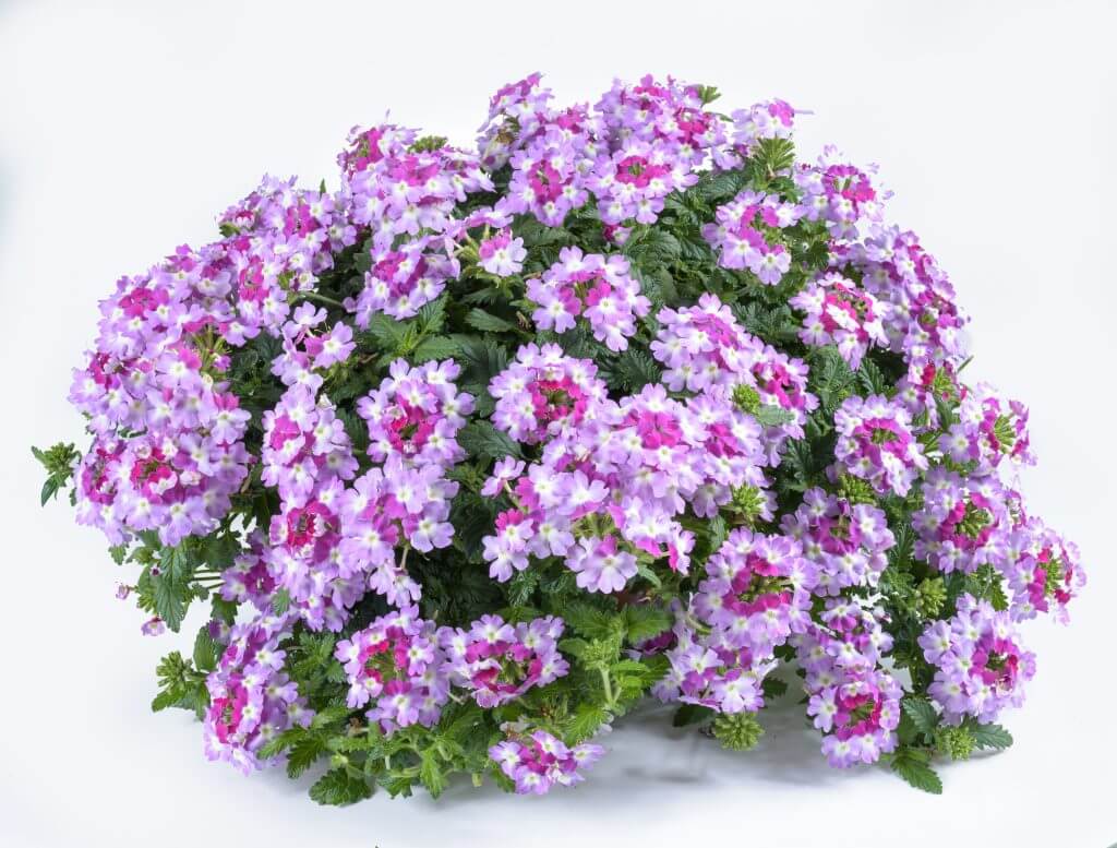 Vanessa Bicolor Purple: Verbena Hortensis - Annual Flowers | Danziger