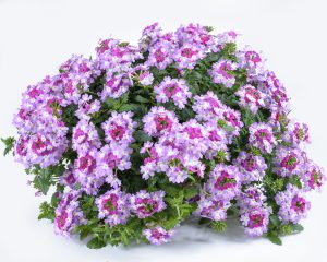 Verbena-VANESSA™Bicolor Purple