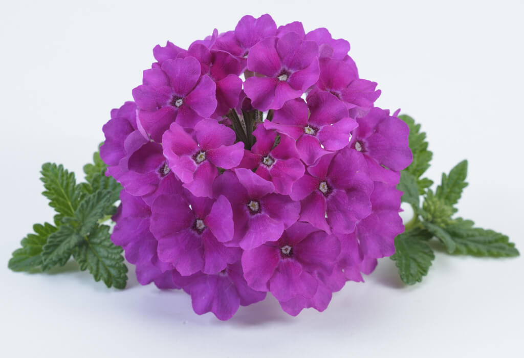 Vanessa Violet Verbena Hortensis Annual Flowers Danziger