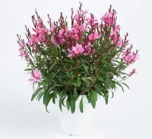 Gaura STEFFI™ Dark Rose