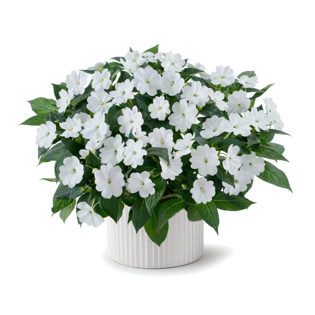 SUNPATIENS® Compact White Improved Danziger