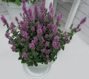 Agastache-Sunny Sparks™ Pink