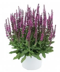 Salvia-Apex™ Pink