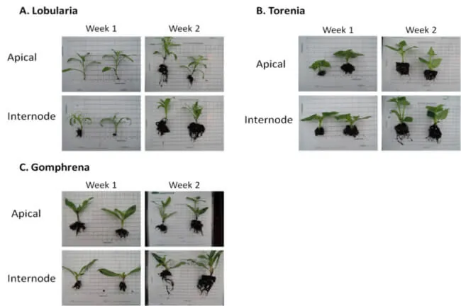 prv-pr – מתוך "Internode cuttings are more suited for the modern grower" | דנציגר