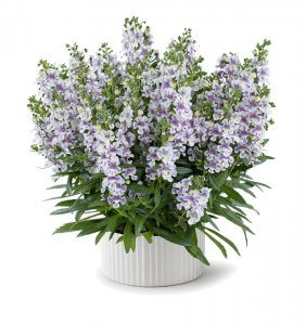 Angelonia - ALONIA™ Bicolor Violet