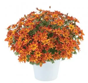 Bidens-Blazing Embers™