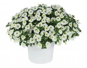 Calibrachoa-Colibri™ Blizzard