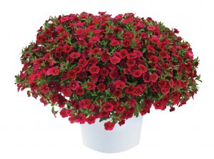 Calibrachoa Lia™ Dark Red