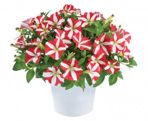 Petunia-Amore™ King of Hearts