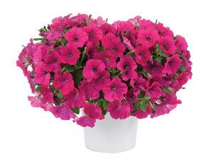 Petunia-Capella™ Neon Pink