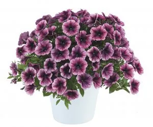 Petunia-Cascadias™ Purple Ice