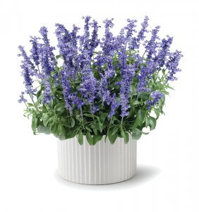 Salvia - SALLYFUN™ Deep Ocean