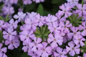 Verbena-Vanessa™ compact lavender