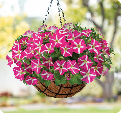 AMORE Petunia for hanging baskets