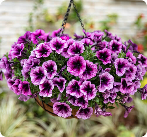 CASCADIAS trailing petunia for hanging baskets